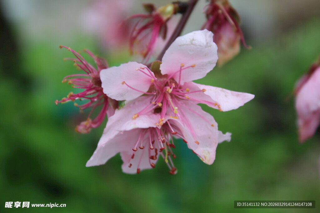 桃花