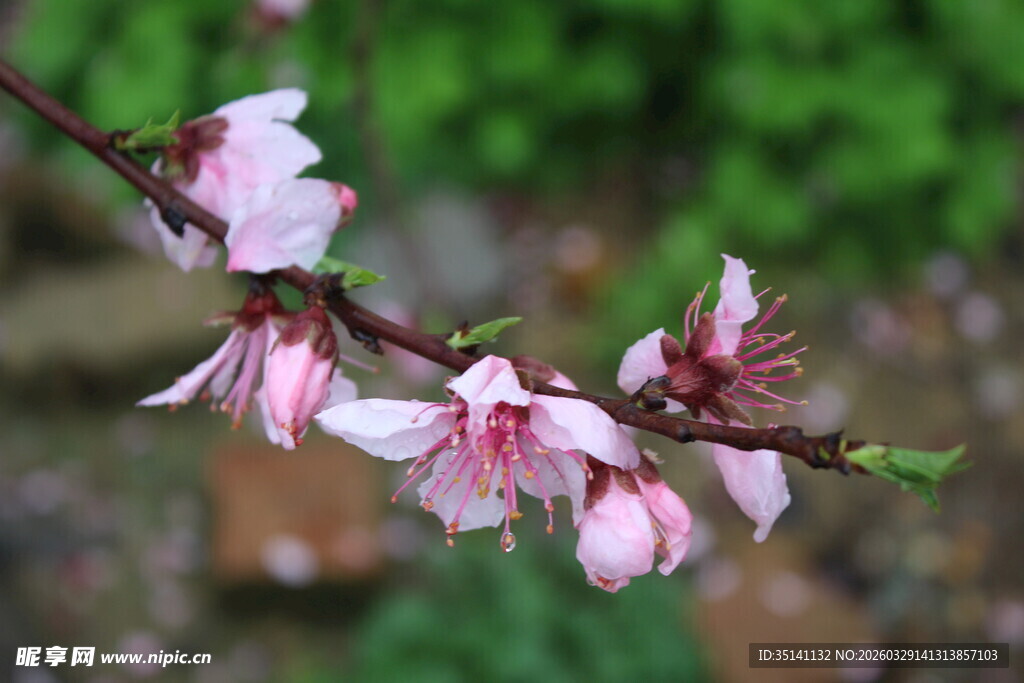 桃花