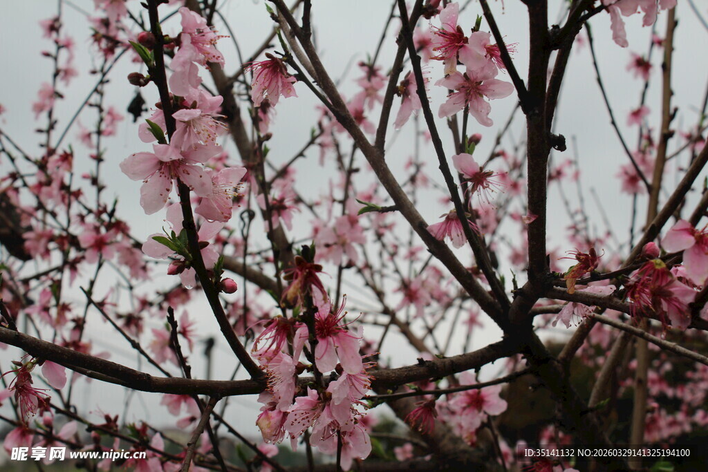 桃花