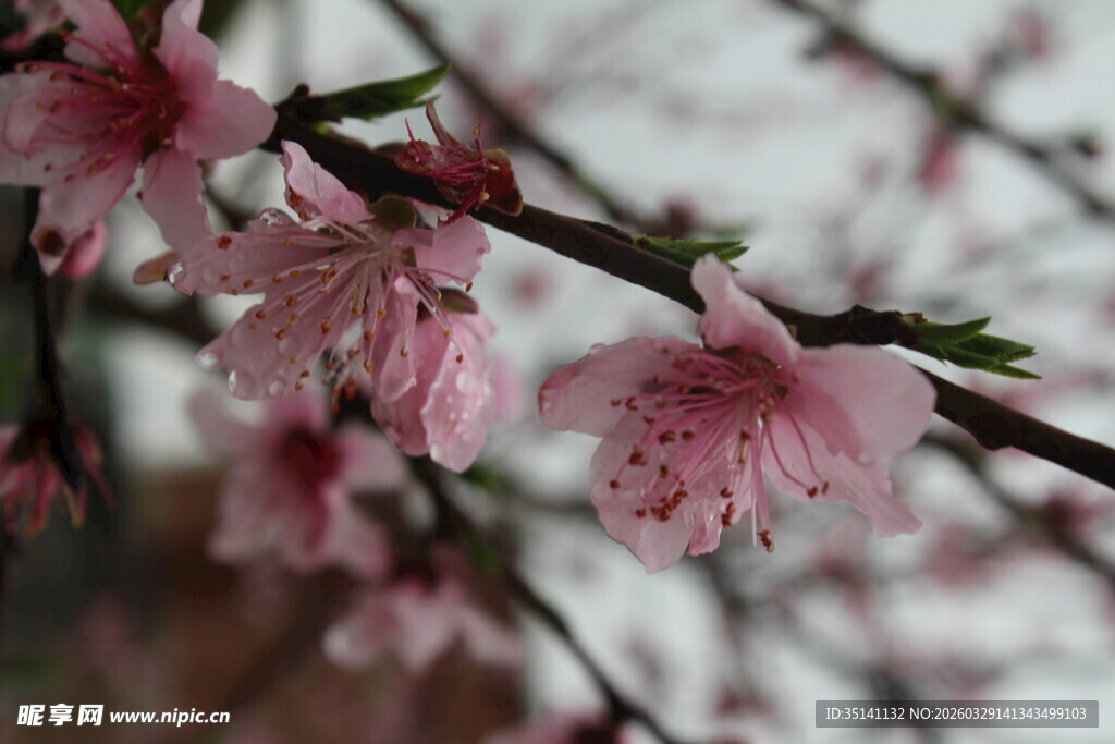 桃花