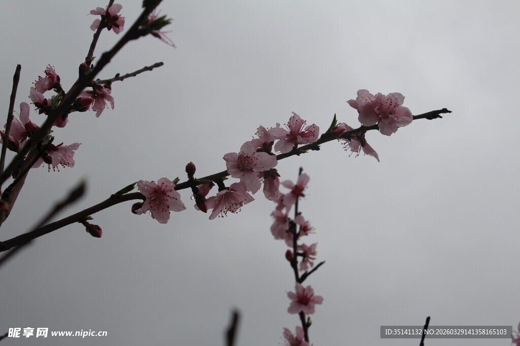 桃花