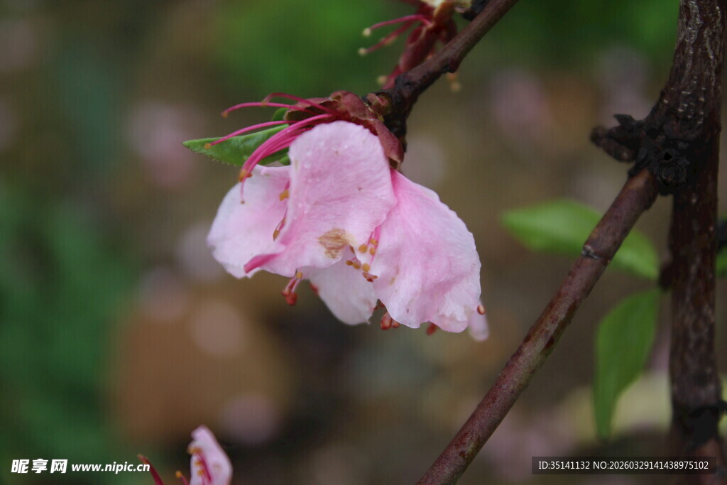 桃花