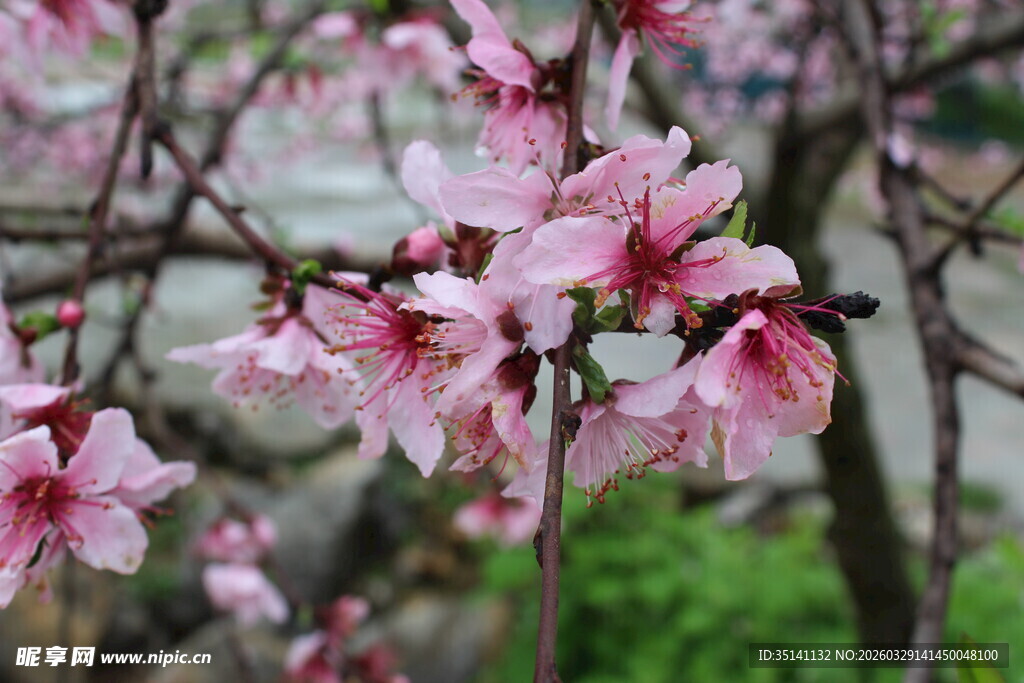 桃花