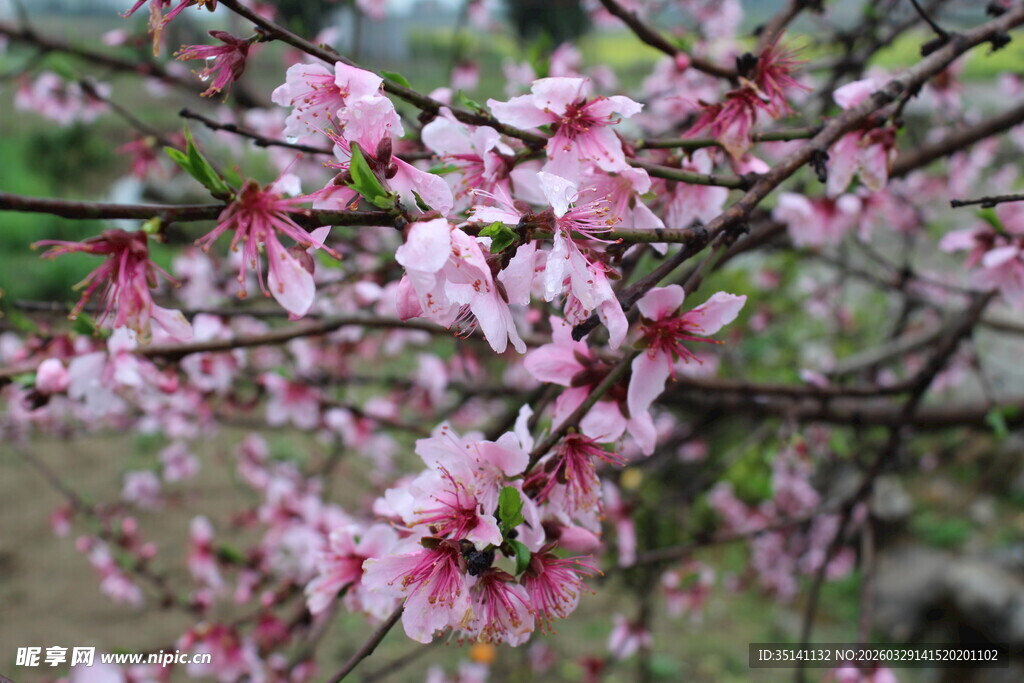桃花