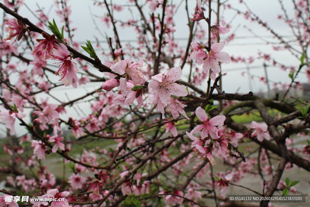 桃花