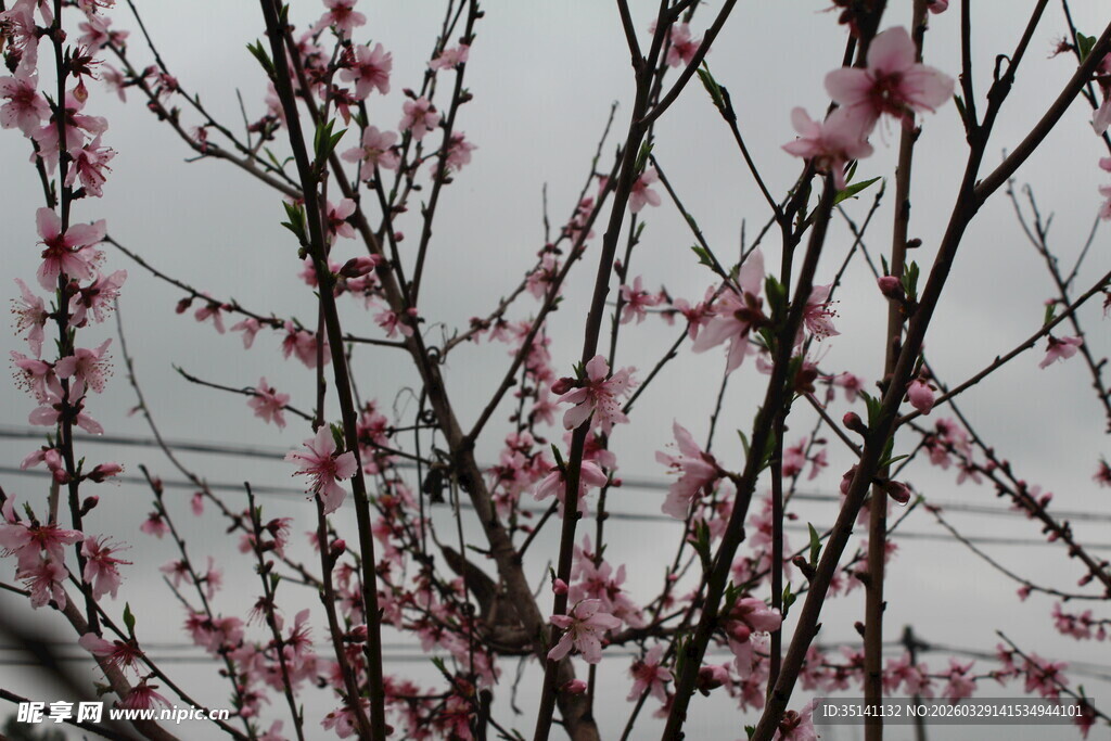 桃花