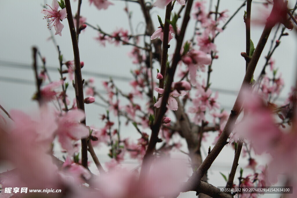 桃花