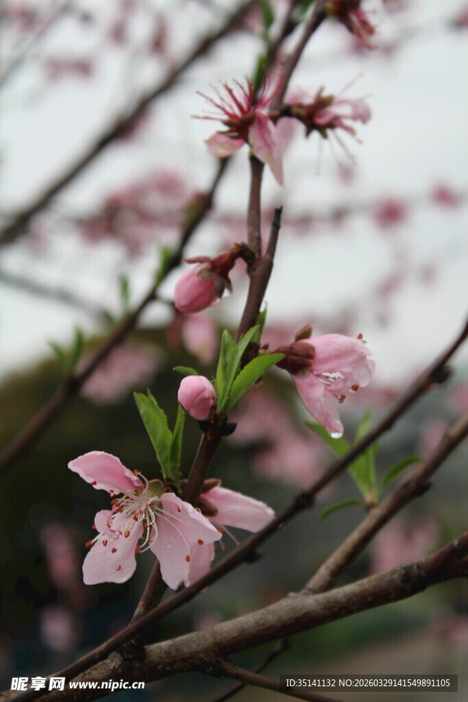 桃花