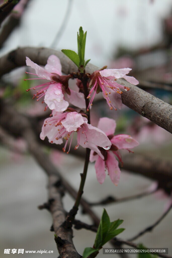 桃花