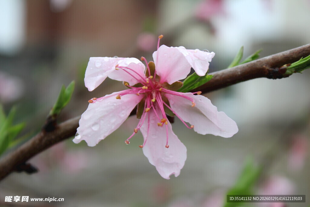 桃花