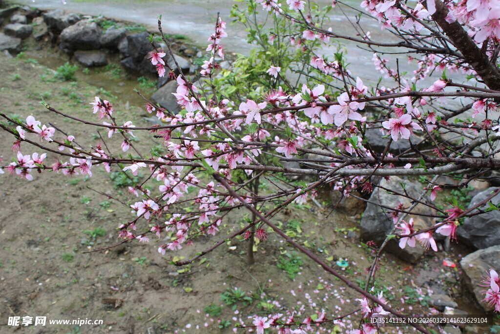 桃花