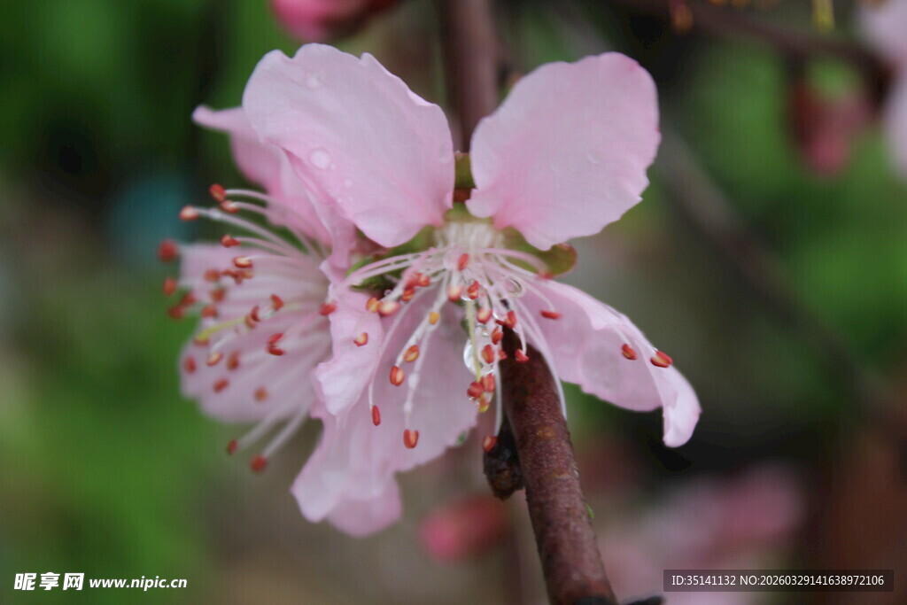 桃花特写