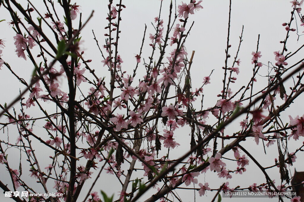 桃花