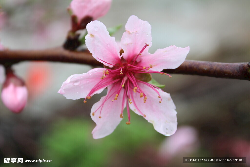 桃花