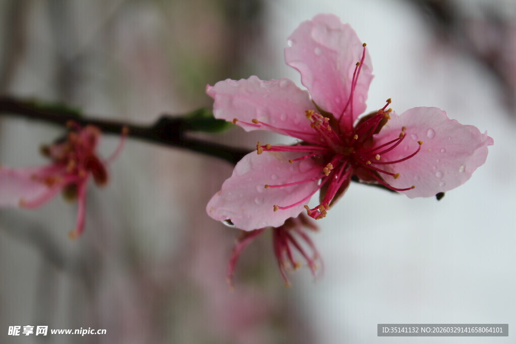 桃花