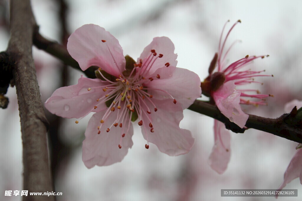 桃花