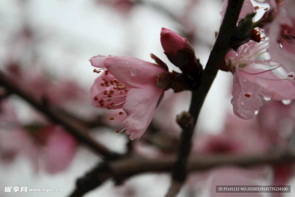 桃花