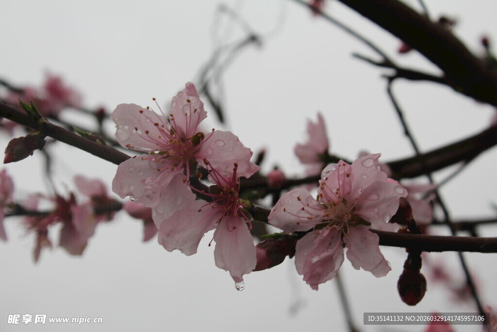 桃花