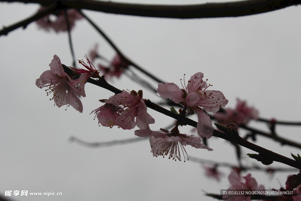 桃花