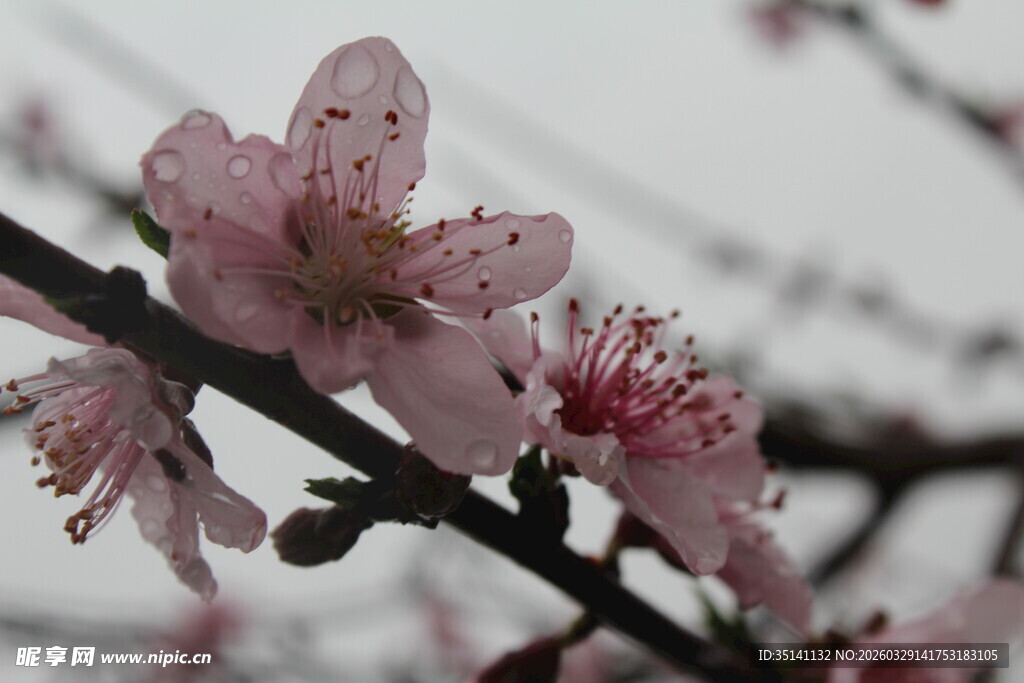 桃花