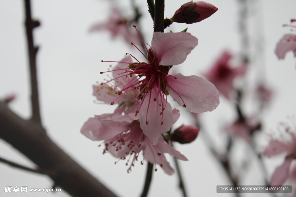 桃花