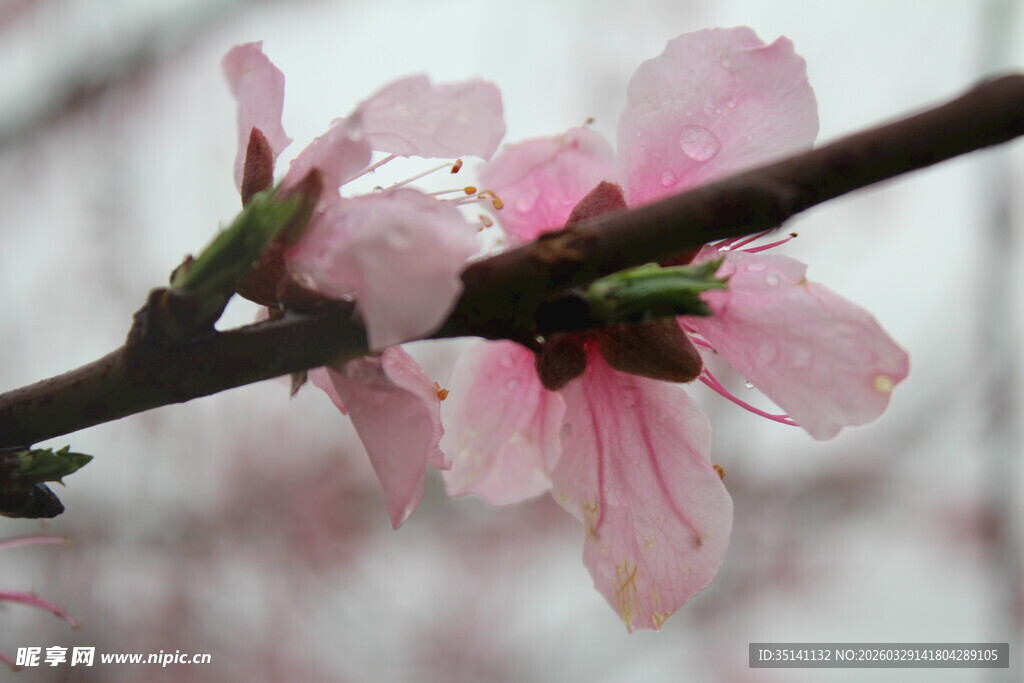 桃花