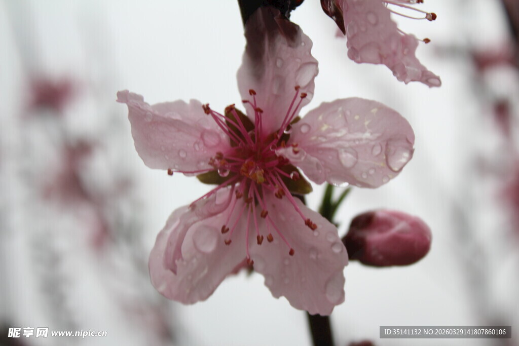 桃花