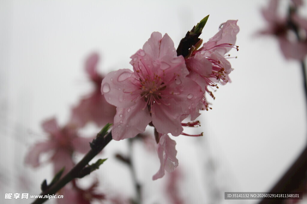 桃花