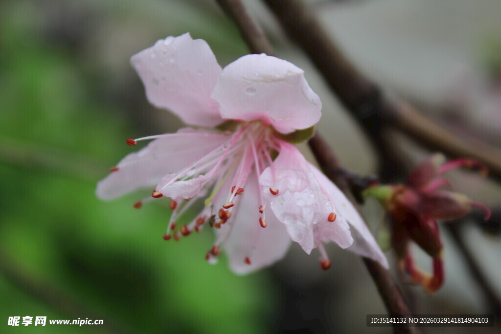 桃花