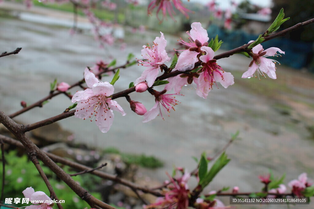 桃花