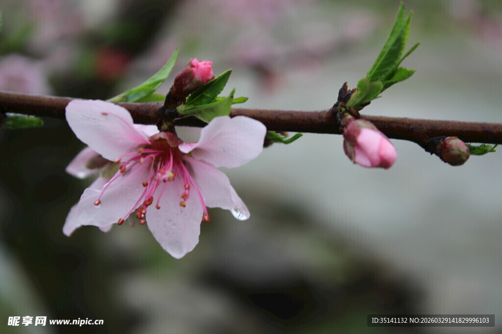桃花