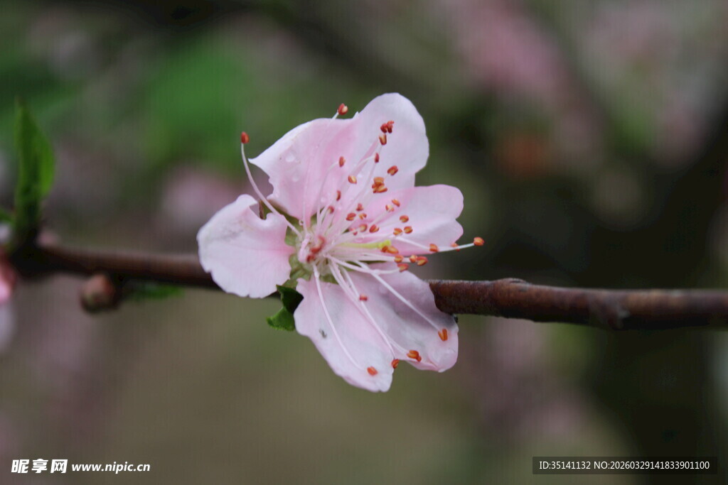 桃花