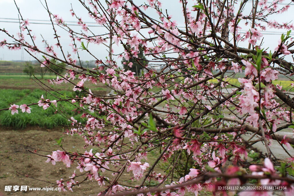 桃花