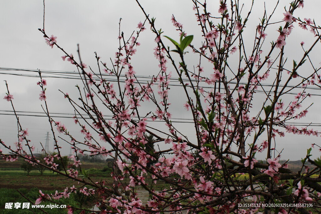 桃花