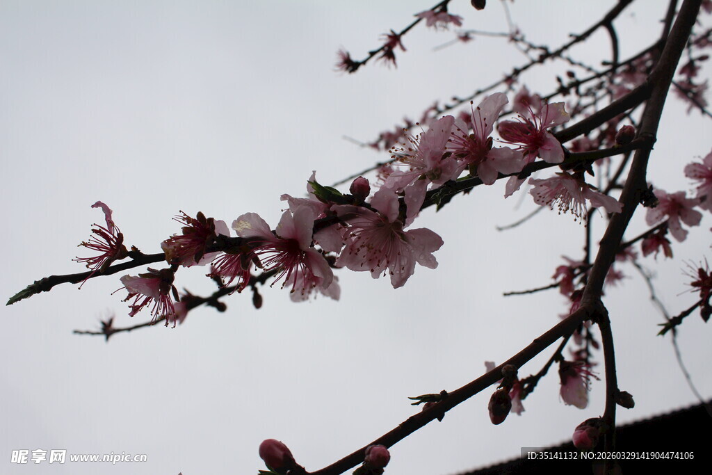桃花