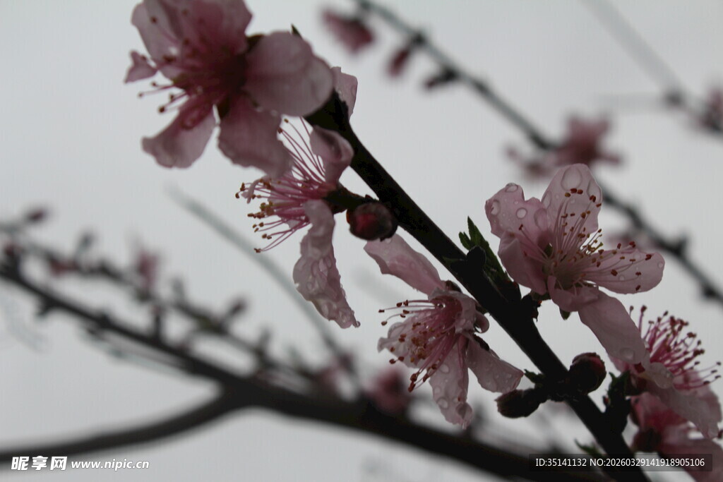 桃花
