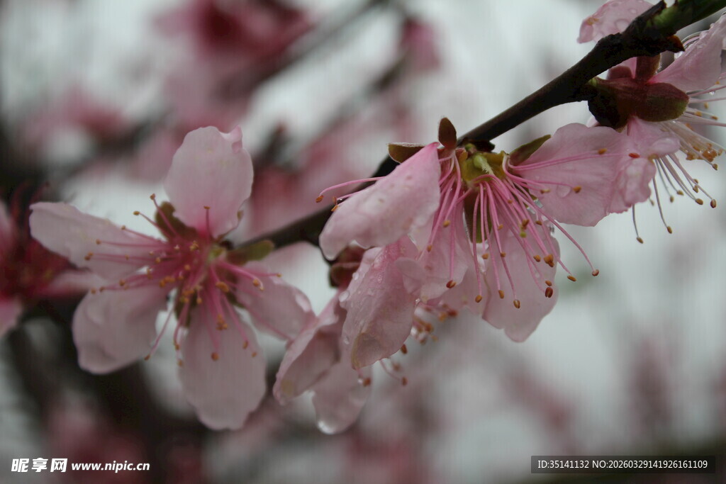 桃花