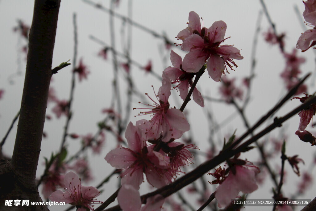 桃花
