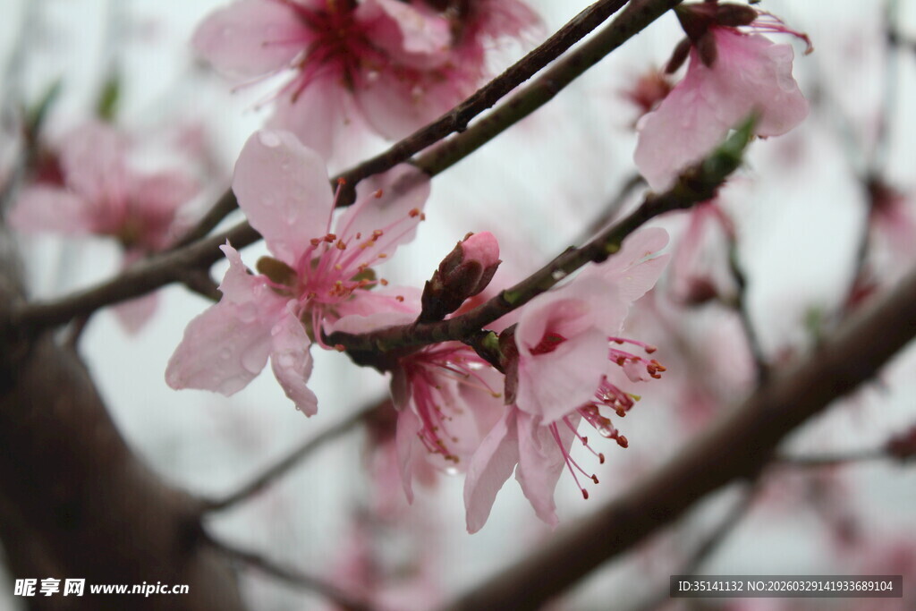 桃花