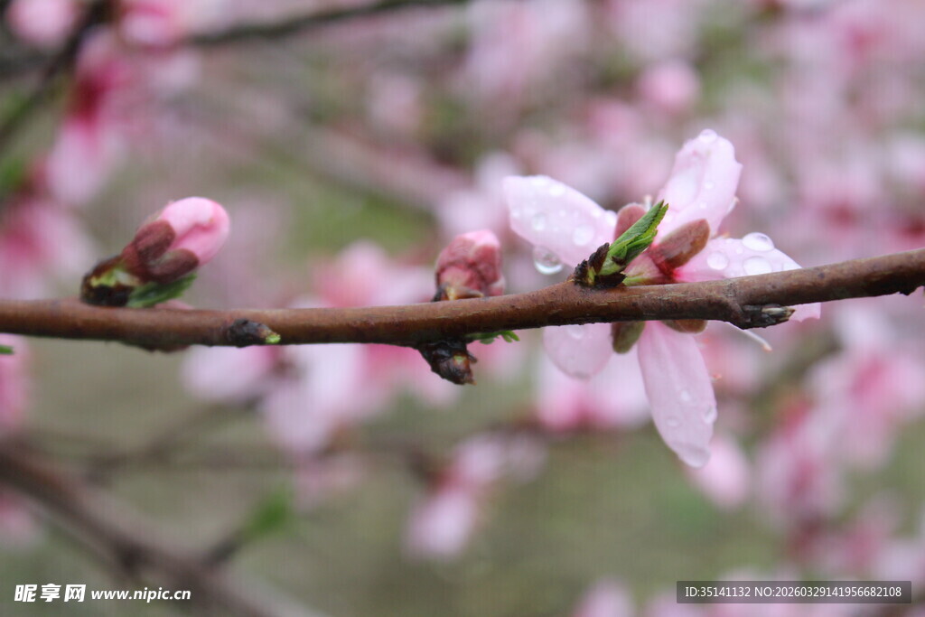 桃花