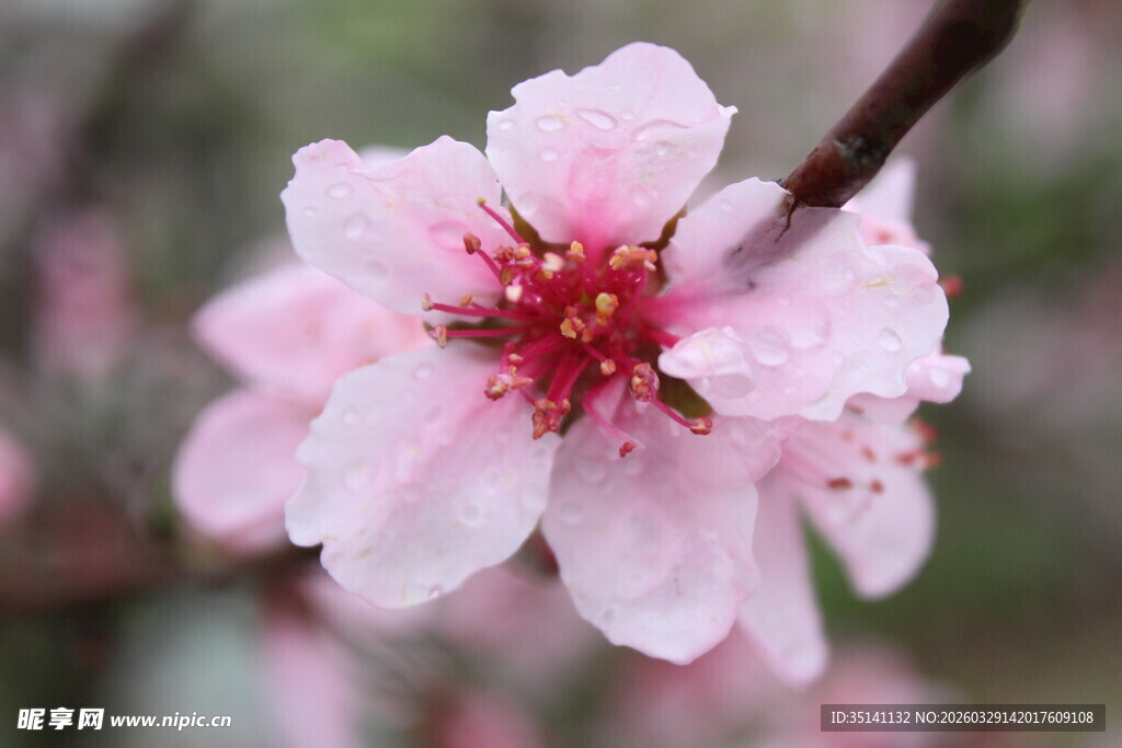 桃花
