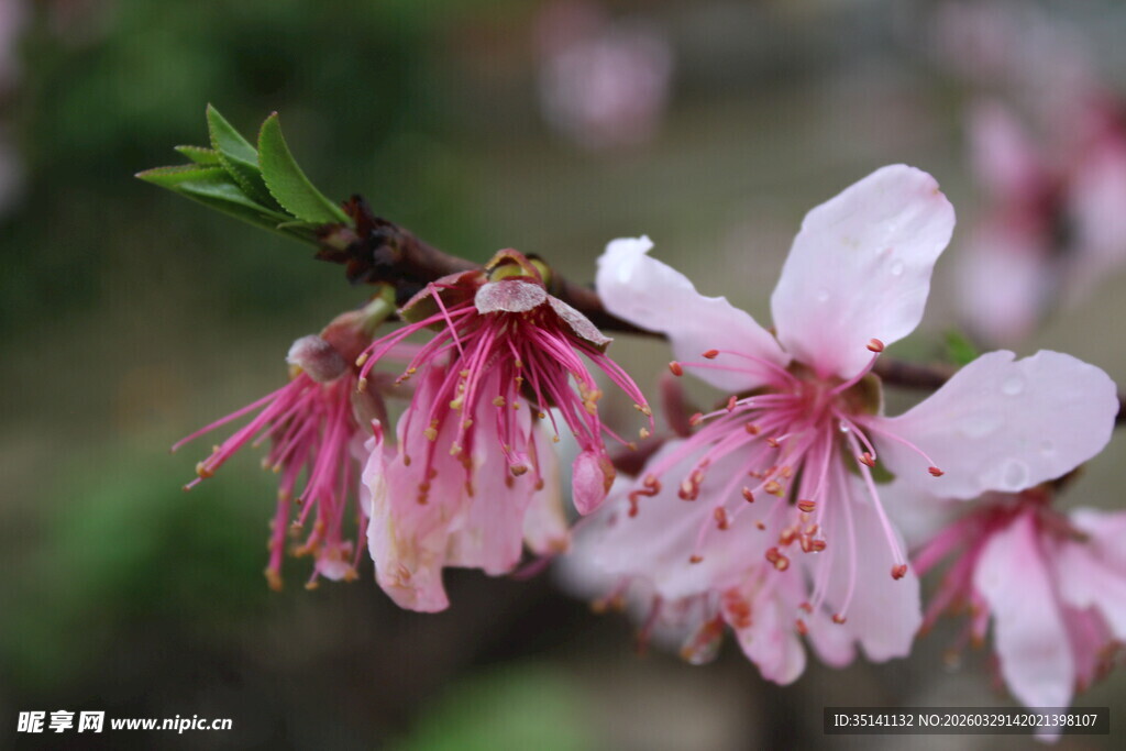 桃花
