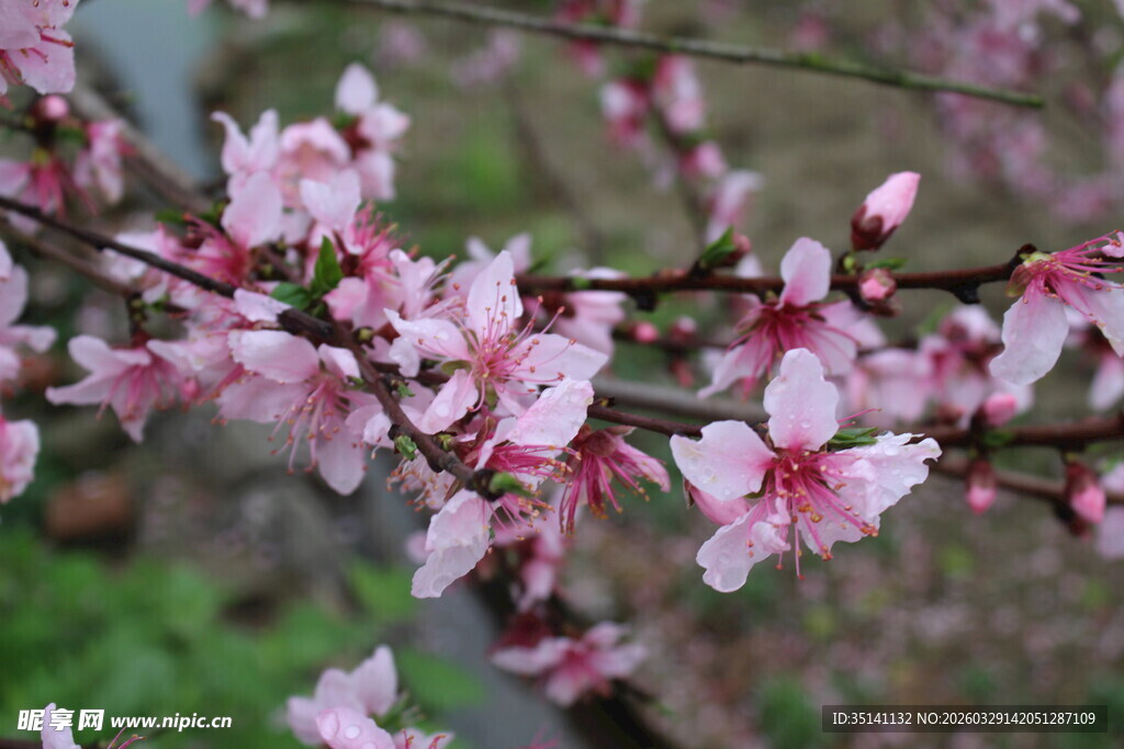 桃花