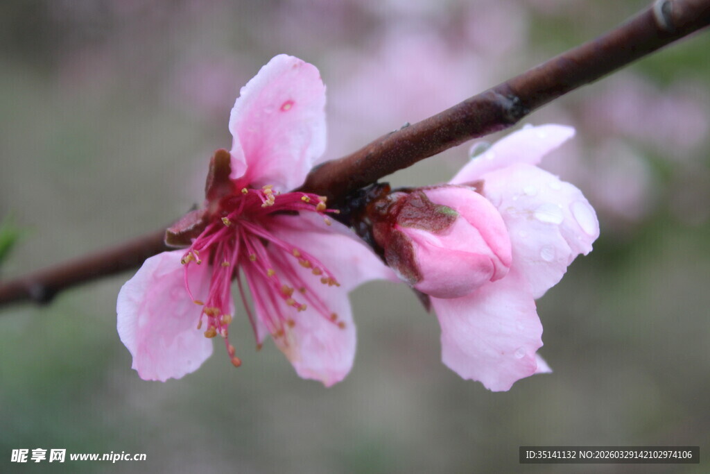 桃花