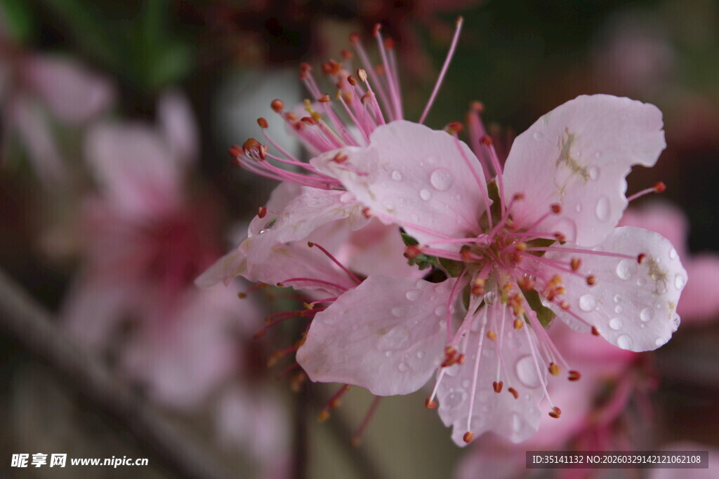 桃花特写