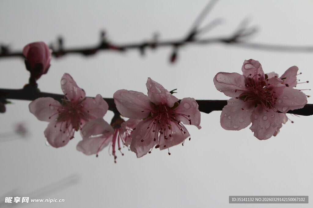 桃花