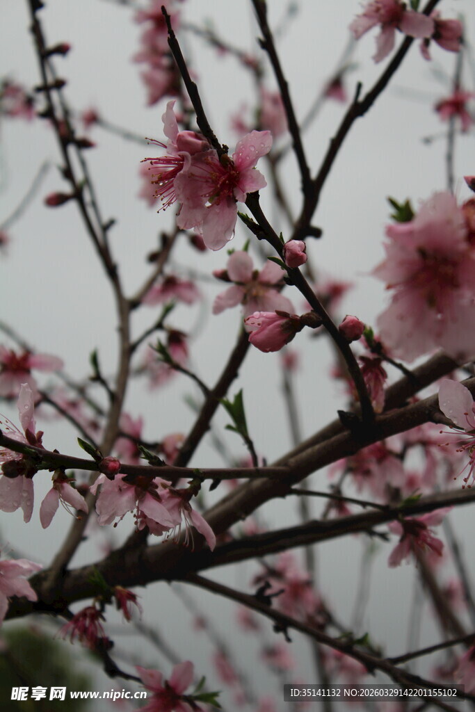 桃花