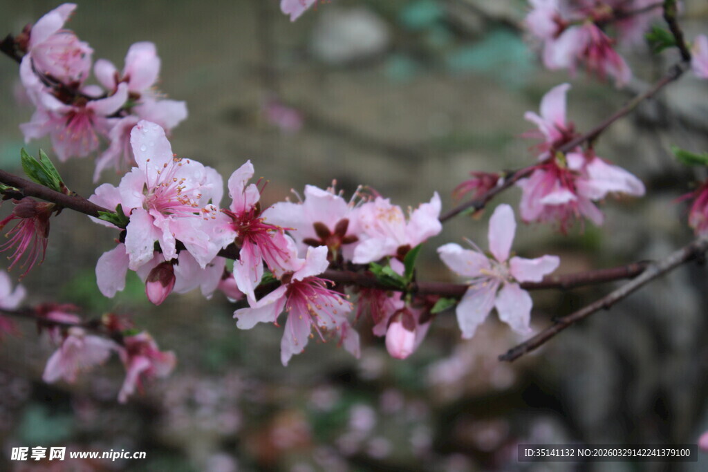 桃花