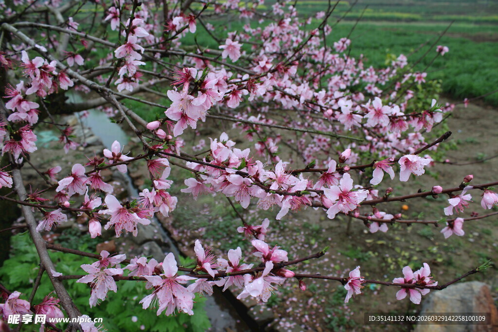 桃花