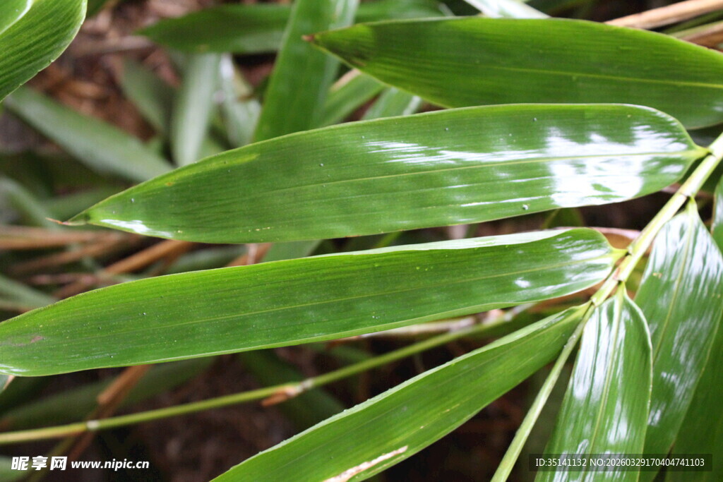 阔叶箬竹